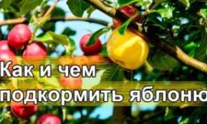 Удобрения для посадки яблони
